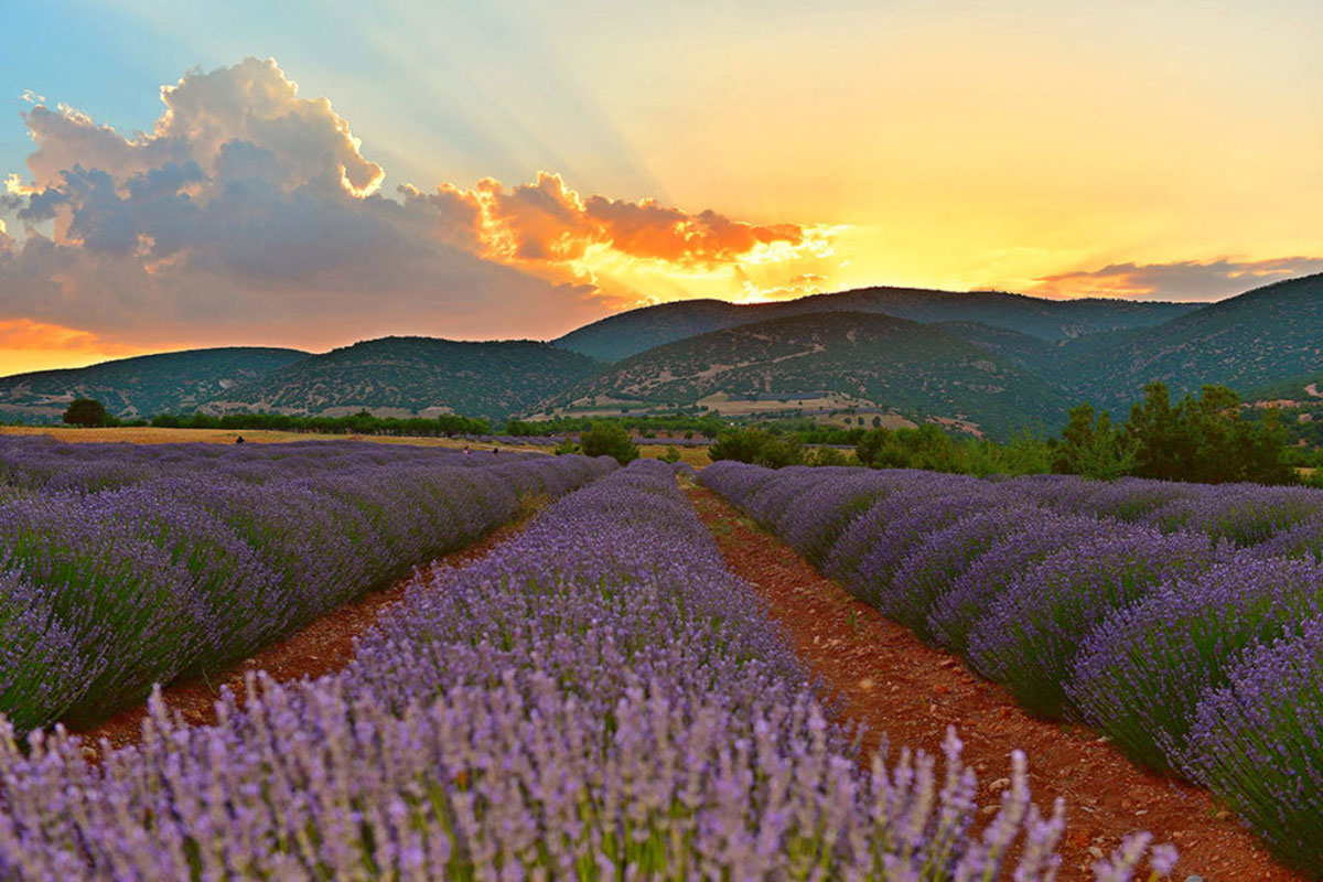Rows of lavender in bloom under the Turkish sun, ready for hydrosol distillation